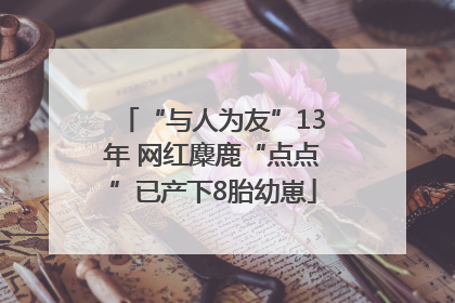 “与人为友”13年 网红麋鹿“点点”已产下8胎幼崽