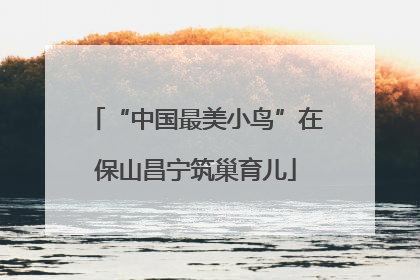 “中国最美小鸟”在保山昌宁筑巢育儿