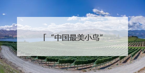 “中国最美小鸟”蓝喉蜂虎现身闽北