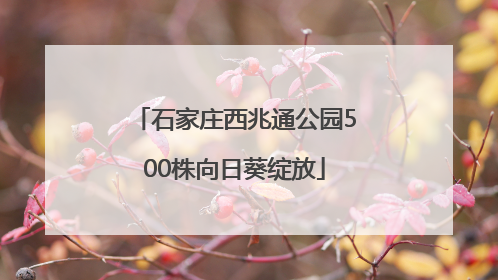 石家庄西兆通公园500株向日葵绽放
