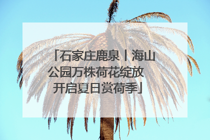 石家庄鹿泉丨海山公园万株荷花绽放 开启夏日赏荷季