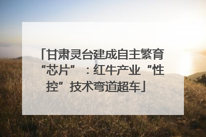 甘肃灵台建成自主繁育“芯片”：红牛产业“性控”技术弯道超车