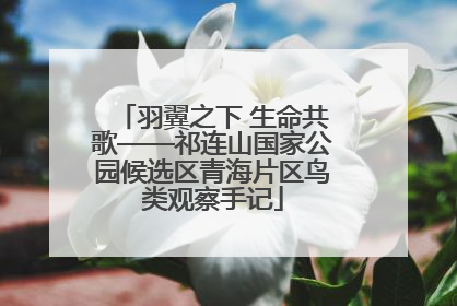 羽翼之下 生命共歌——祁连山国家公园候选区青海片区鸟类观察手记