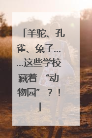 羊驼、孔雀、兔子……这些学校藏着 “动物园”？！