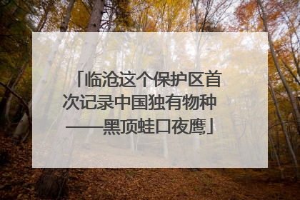 临沧这个保护区首次记录中国独有物种——黑顶蛙口夜鹰