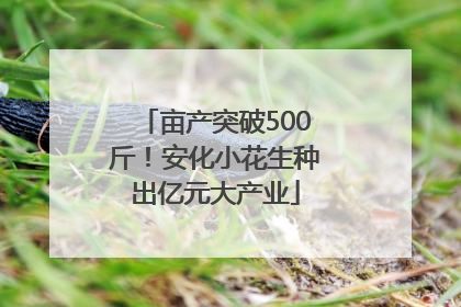 亩产突破500斤！安化小花生种出亿元大产业