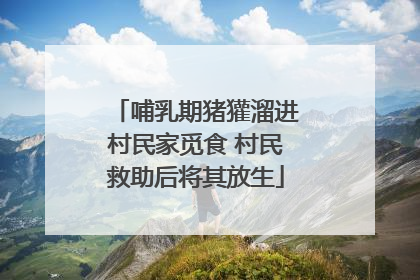 哺乳期猪獾溜进村民家觅食 村民救助后将其放生