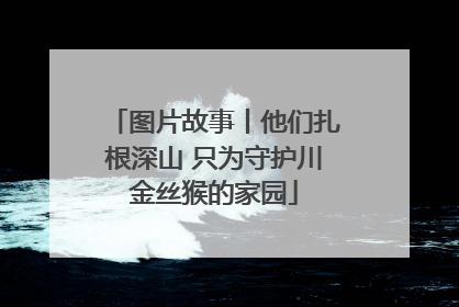图片故事丨他们扎根深山 只为守护川金丝猴的家园