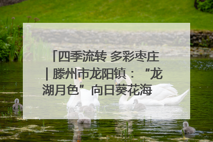 四季流转 多彩枣庄｜滕州市龙阳镇：“龙湖月色”向日葵花海 绘就乡村振兴新画卷