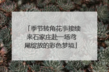 季节转角花事接续 来石家庄赴一场鸢尾绽放的彩色梦境