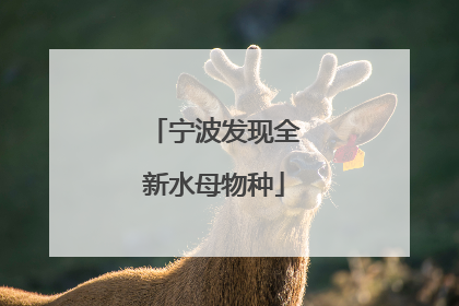 宁波发现全新水母物种