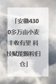 安徽4300多万亩小麦丰收有望 科技赋能颗粒归仓