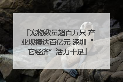 宠物数量超百万只 产业规模达百亿元 深圳“它经济”活力十足