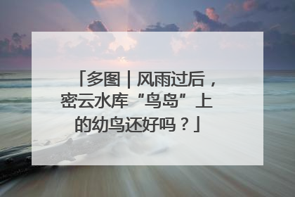 多图｜风雨过后，密云水库“鸟岛”上的幼鸟还好吗？