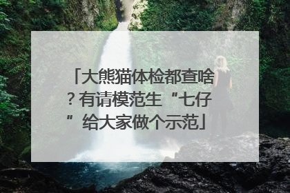 大熊猫体检都查啥？有请模范生“七仔”给大家做个示范
