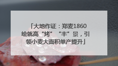 大地作证：郑麦1860绘就高“烤”“丰”景，引领小麦大面积单产提升