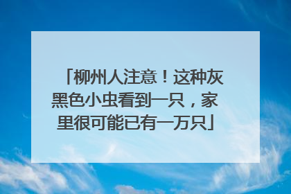柳州人注意！这种灰黑色小虫看到一只，家里很可能已有一万只