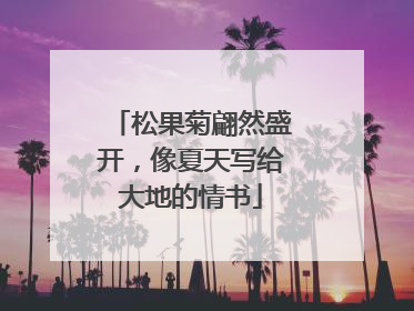 松果菊翩然盛开，像夏天写给大地的情书