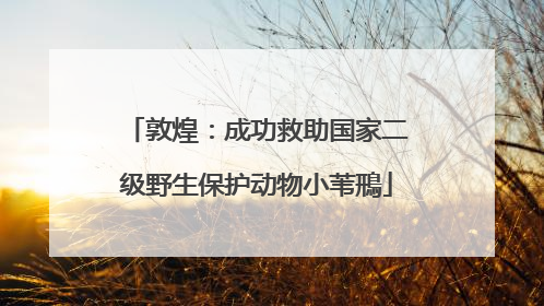 敦煌：成功救助国家二级野生保护动物小苇鳽