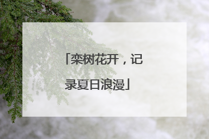 栾树花开，记录夏日浪漫