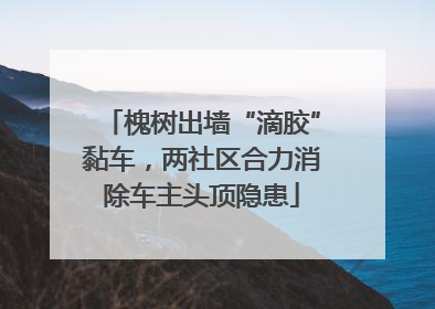 槐树出墙“滴胶”黏车，两社区合力消除车主头顶隐患