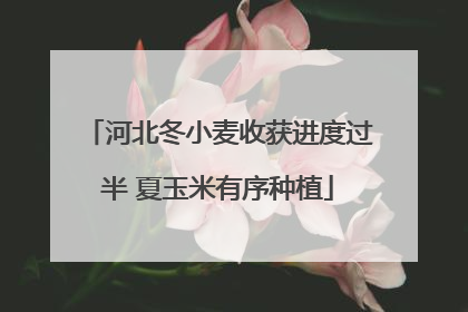 河北冬小麦收获进度过半 夏玉米有序种植
