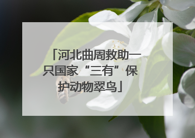 河北曲周救助一只国家“三有”保护动物翠鸟