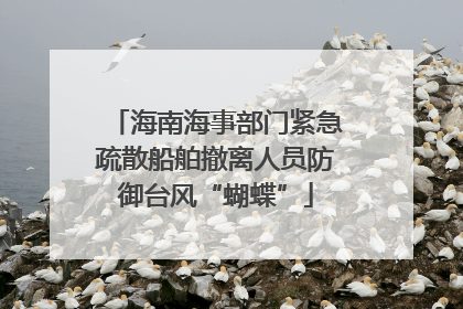 海南海事部门紧急疏散船舶撤离人员防御台风“蝴蝶”