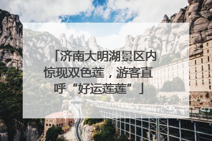 济南大明湖景区内惊现双色莲，游客直呼“好运莲莲”
