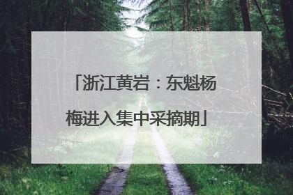 浙江黄岩：东魁杨梅进入集中采摘期