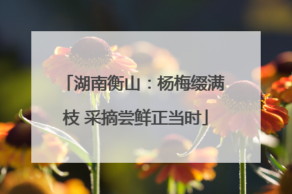 湖南衡山：杨梅缀满枝 采摘尝鲜正当时