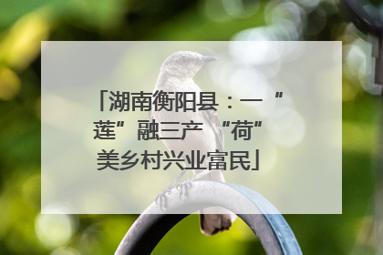 湖南衡阳县：一“莲”融三产 “荷”美乡村兴业富民