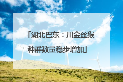 湖北巴东：川金丝猴种群数量稳步增加