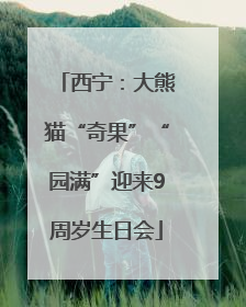 西宁：大熊猫“奇果”“园满”迎来9周岁生日会