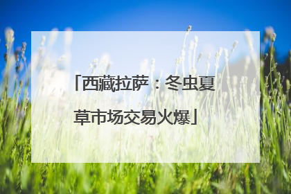 西藏拉萨：冬虫夏草市场交易火爆