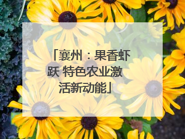 襄州：果香虾跃 特色农业激活新动能
