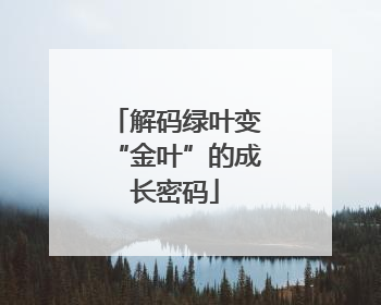 解码绿叶变“金叶”的成长密码