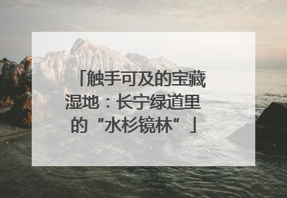 触手可及的宝藏湿地：长宁绿道里的“水杉镜林”