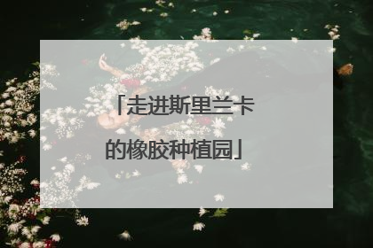 走进斯里兰卡的橡胶种植园
