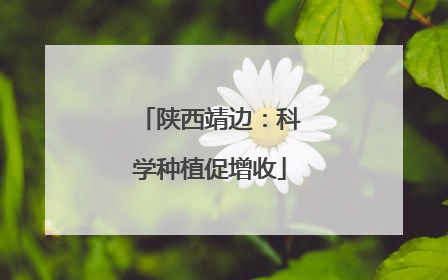 陕西靖边：科学种植促增收