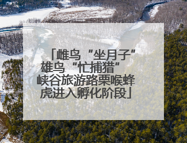 雌鸟“坐月子”雄鸟“忙捕猎” 峡谷旅游路栗喉蜂虎进入孵化阶段