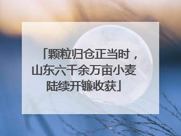 颗粒归仓正当时，山东六千余万亩小麦陆续开镰收获